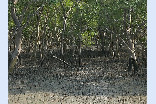 Viaggio in India 2008 - Sunderbans